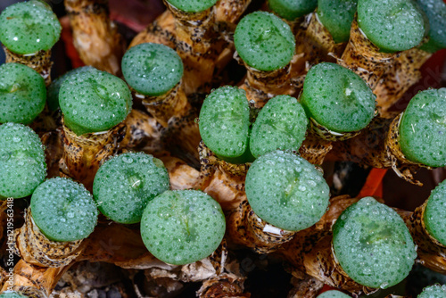 Conophytum obscurum - super succulent from southern Africa growing in a plant collection photo