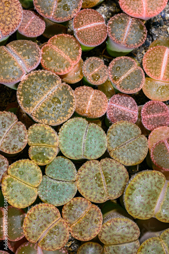 Mesembs Lithops sp. -  South African plant from Namibia in the botanical collection of super succulent plants photo