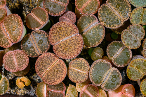 Mesembs Lithops sp. -  South African plant from Namibia in the botanical collection of super succulent plants photo