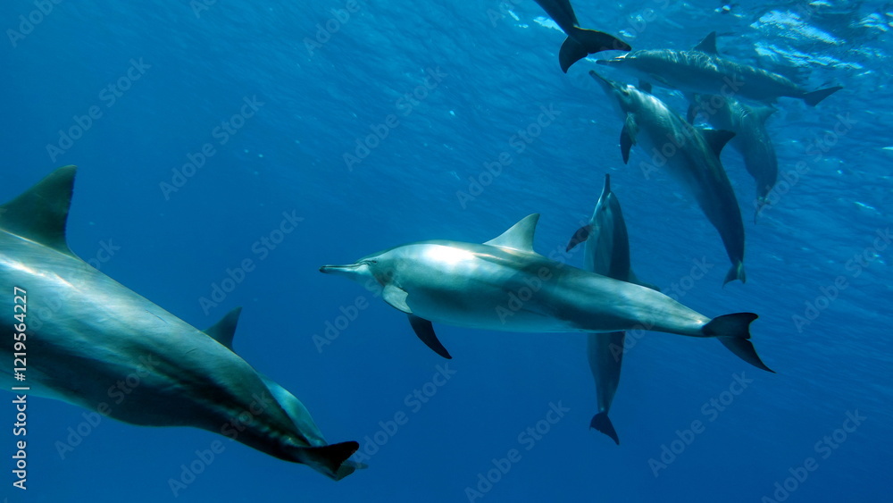 Dolphins are aquatic mammals of the cetacean infraorder, belonging either to the dolphin family. Dolphins are aquatic mammals of the cetacean infraorder, belonging either to the dolphin family.