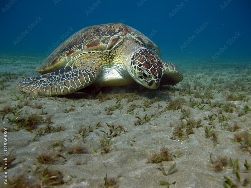 Obraz premium Big Green turtle , Green turtles are the largest of all sea turtles. A typical adult is 3 to 4 feet long and weighs between 300 and 350 pounds.