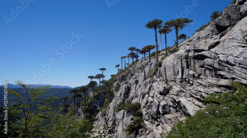 Bild auf Leinwand landscape with a Araucaria