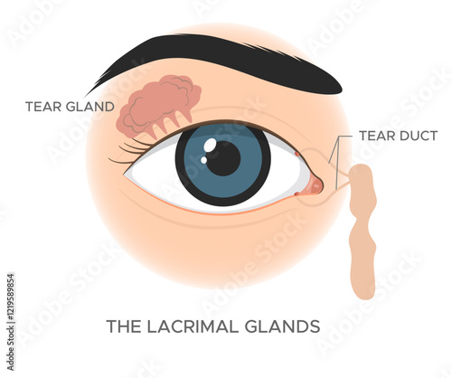 Eye anatomy - The Lacrimal Glands- Stock Illustration