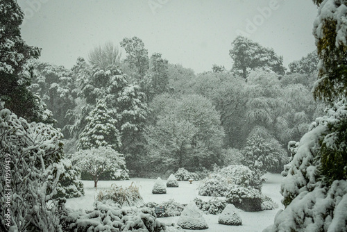 snowy trees and bushes in garden 