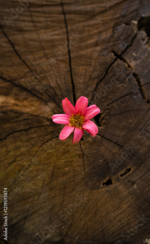 Lor rosa dentro de tronco