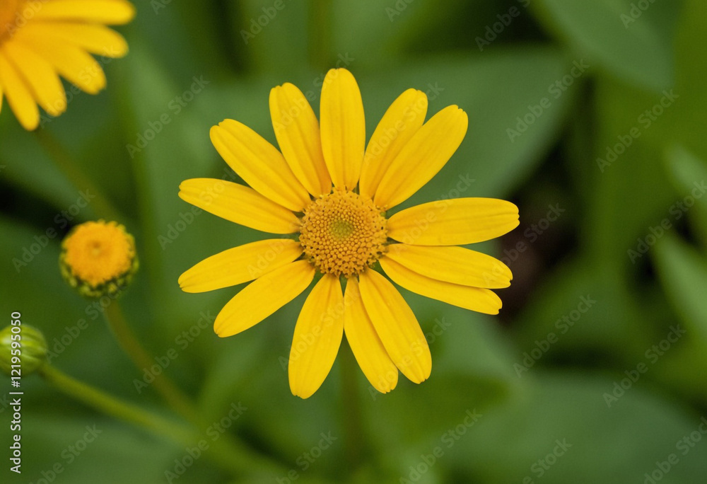 Yellow daisy flower in the garden Yellow daisy flower in the garden