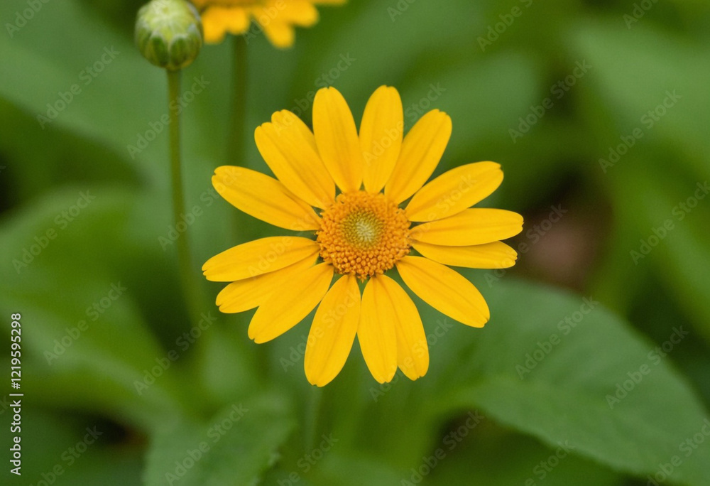 Fototapeta premium Yellow daisy flower in the garden