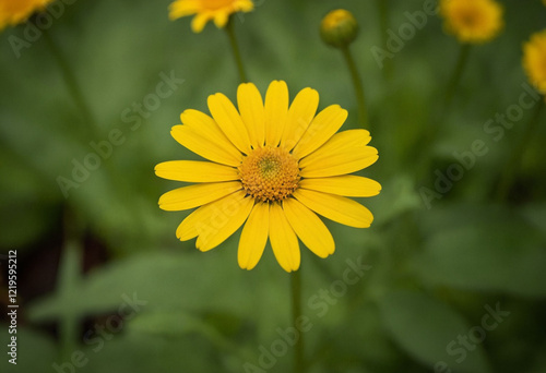 Yellow daisy flower in the garden