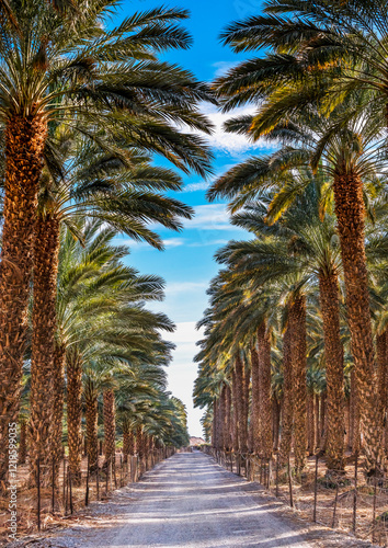 Plantations of date palms, advanced and sustainable modern agriculture industry in desert and arid areas of the Middle East and North Africa. as important food. Portrait frame. No AI tools were used