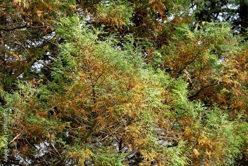 Obraz na płótnie Sawara cypress tree (Chamaecyparis pisifera) with green, yellow and orange conifers w salonie