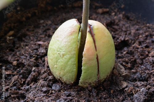 Avocado stone, young tree growing from soil