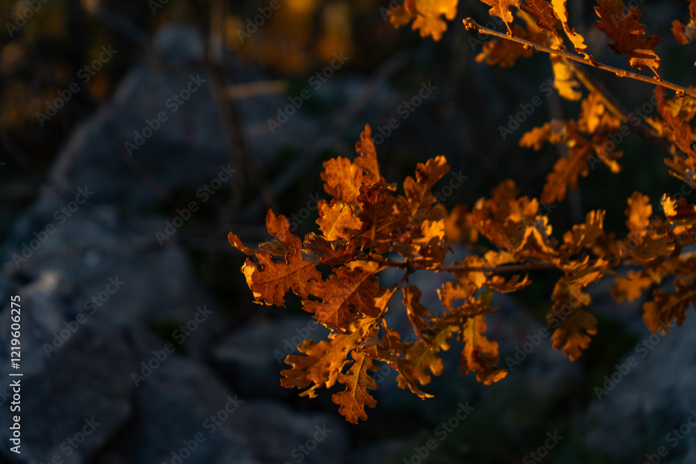 Yellow oak leaves - photo wallpaper Yellow oak leaves - photo wallpaper