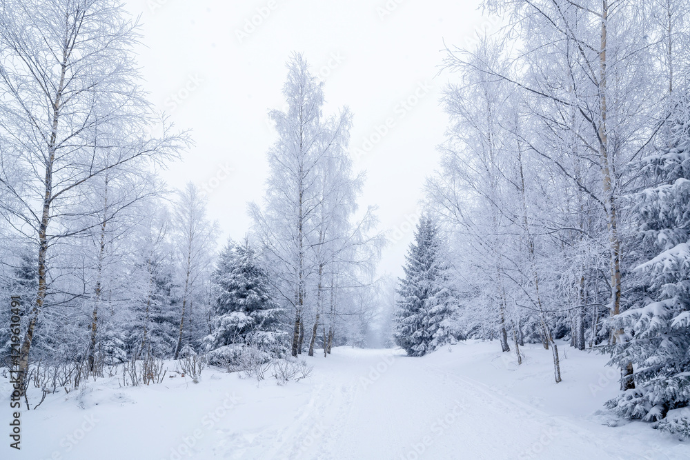 Fototapeta premium Karkonosze National Park in winter, Poland