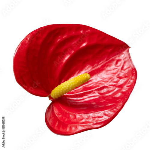 Elegant Red Anthurium Flower Isolated Against Transparent Background