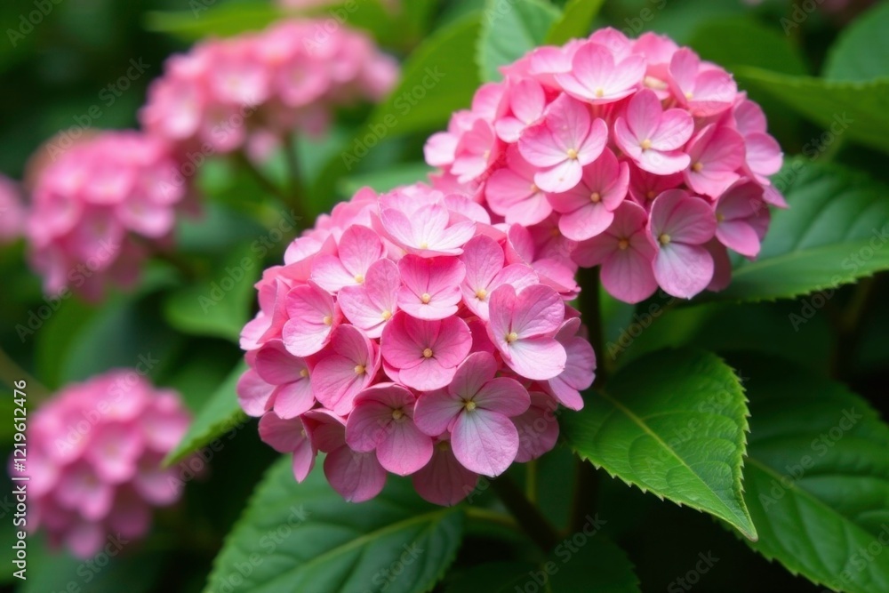 Large pink hydrangea flowers on oakleaf shrub, hydrangea, botanical, oakleaf Large pink hydrangea flowers on oakleaf shrub, hydrangea, botanical, oakleaf