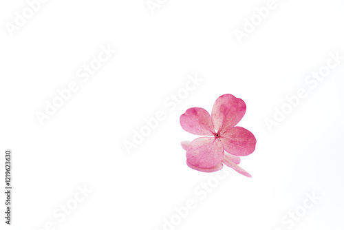 pink hydrangea flower isolated on white background, creative, flower lies on the mirror