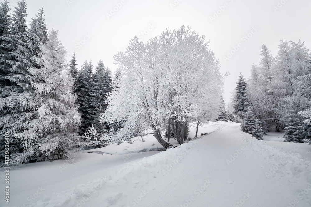 Obraz premium Karkonosze National Park in winter, Poland