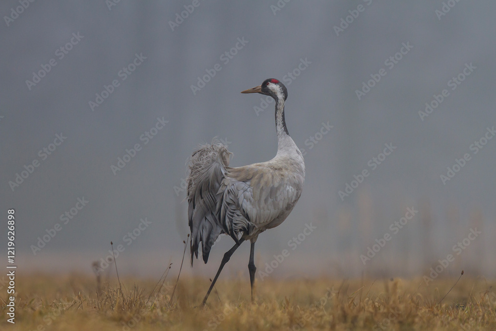 Obraz premium Żuraw, żuraw popielaty, żuraw szary, crane, Grus grus 