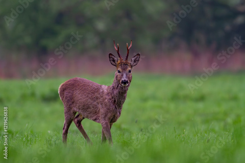 Fototapeta Naklejka Na Ścianę i Meble -  Sarna europejska, Roe deer (Capreolus capreolus)	
