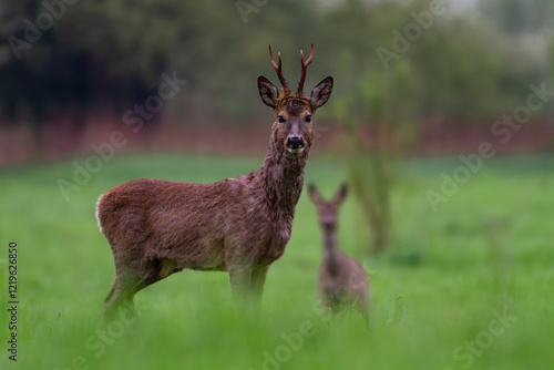 Fototapeta Naklejka Na Ścianę i Meble -  Sarna europejska, Roe deer (Capreolus capreolus)	
