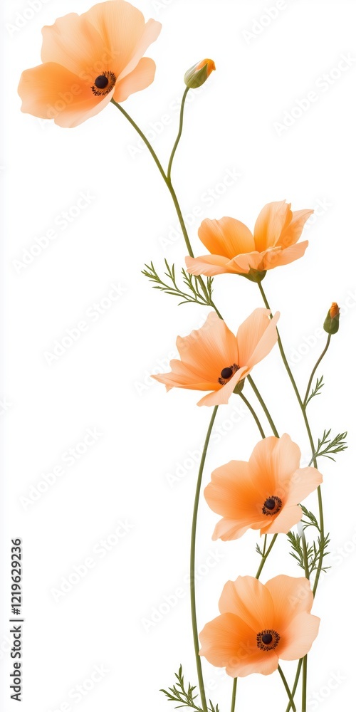 Obraz premium A bouquet of orange flowers with a white background. The flowers are arranged in a way that they are leaning on each other, creating a sense of unity and harmony