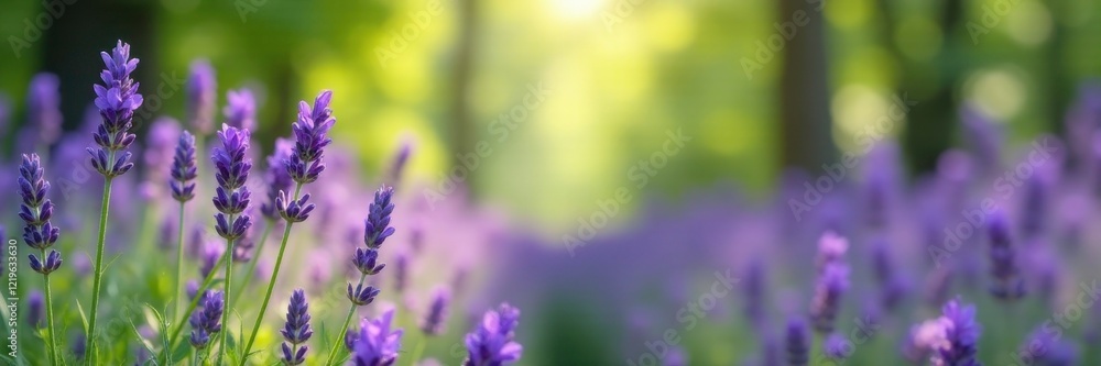 Naklejka premium lavender flowers blooming in the breeze of a forest, garden, lavender, natural