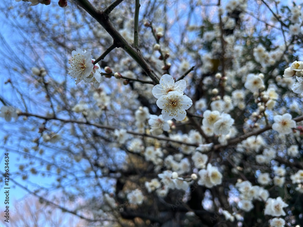 Fototapeta premium Plum blossom