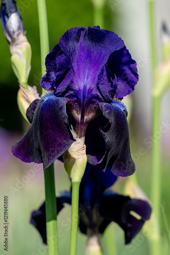 Close-Up of a Vibrant Purple Iris Flower in Full Bloom in Sunlight