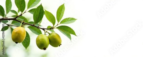 Wallpaper Mural Delicate starfruit tree branches isolated on white background, starfruit leaves, botanical, nature Torontodigital.ca