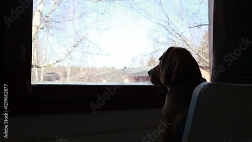 Young beagle puppy dog looking out of the window and waiting for owners. Lonely dog while pet sitting