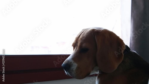 Young beagle puppy dog looking out of the window and waiting for owners. Lonely dog while pet sitting