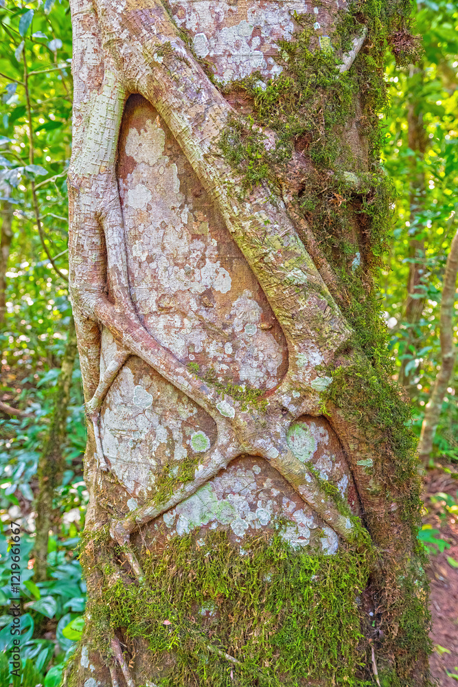 Strangler Fig Growing Around a Jungle Tree