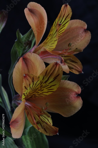 macro photography of a astromelia flower on a black background. photo