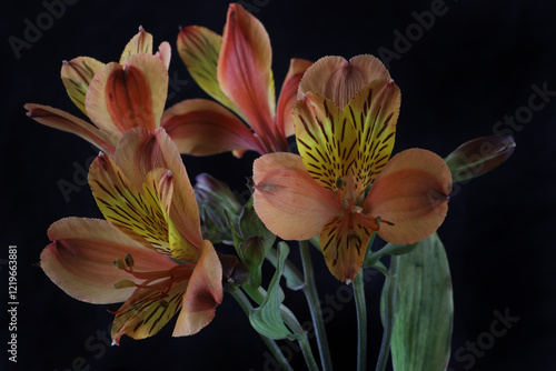 macro photography of a astromelia flower on a black background. photo