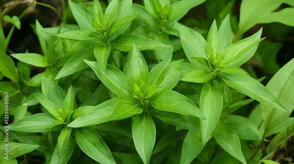fresh green leaves fresh green leaves