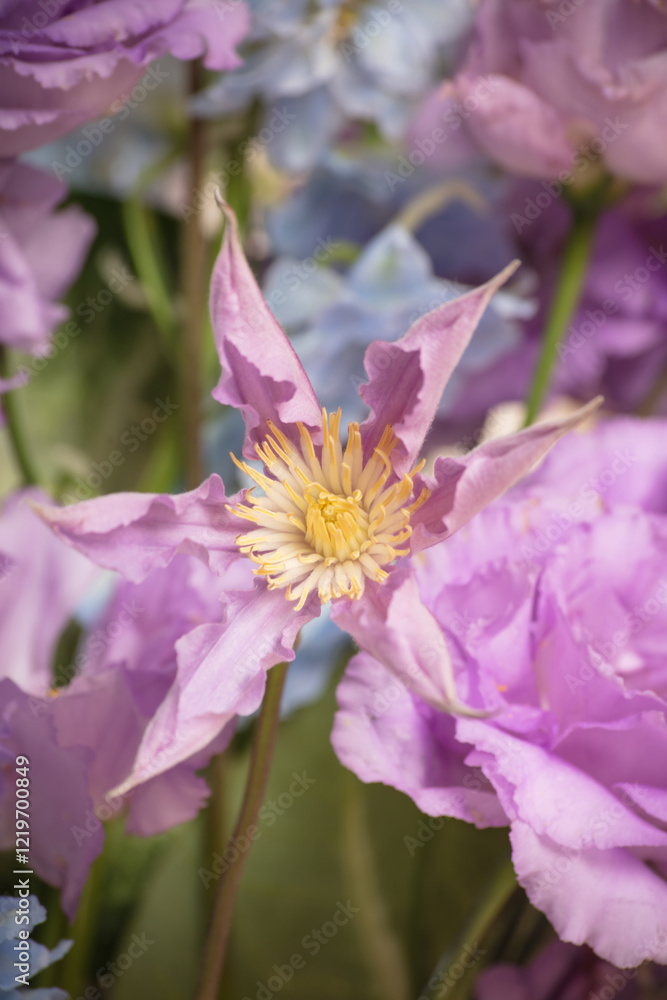 Close-up of a delicate purple clematis flower surrounded by soft lavender blooms Close-up of a delicate purple clematis flower surrounded by soft lavender blooms