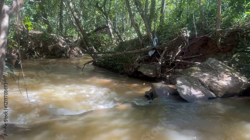 river in the forest