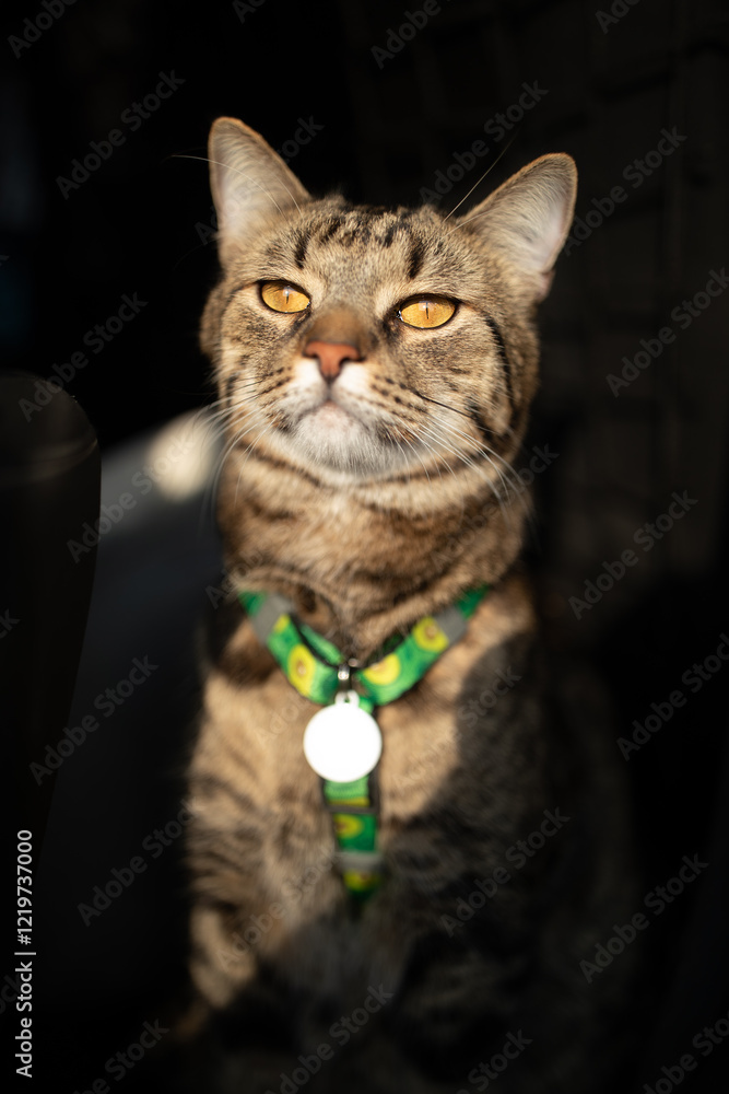 Portrait of little adorable gray kitten travelling in the car