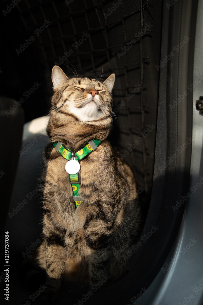 Portrait of little adorable gray kitten travelling in the car