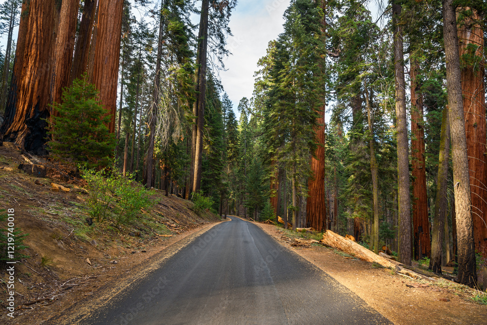 Naklejka premium Straight stretch of a mountain road lined with giant sequoias in Californian Sierra Nevada at sunset in autumn