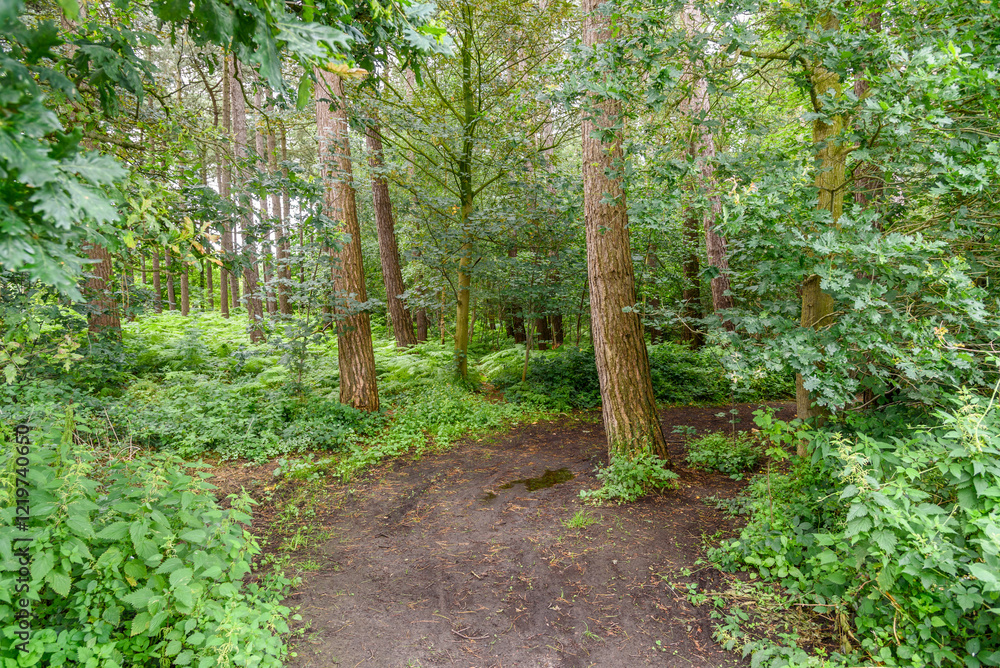 Fototapeta premium Empty trail through a wood in the countryside of Belgium in summer