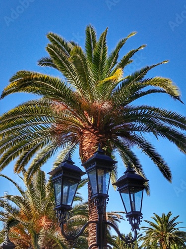 palm trees on the beach