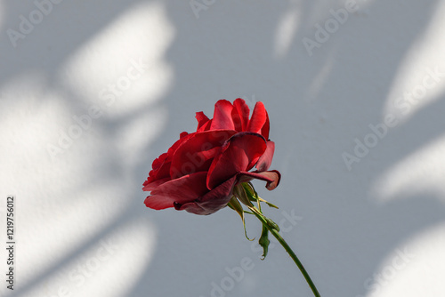 Obraz na płótnie Vibrant red rose blooms gracefully against a soft background highlighting delicate shadows and colors w salonie