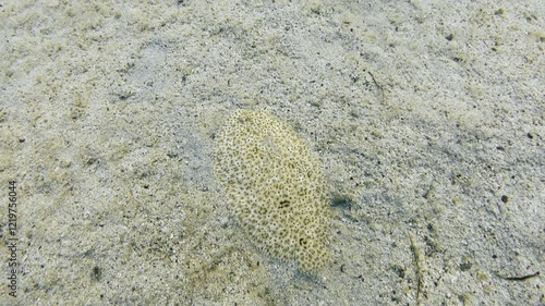 Finless sole flatfish fish. Red Sea moses sole (Pardachirus marmoratus) underwater