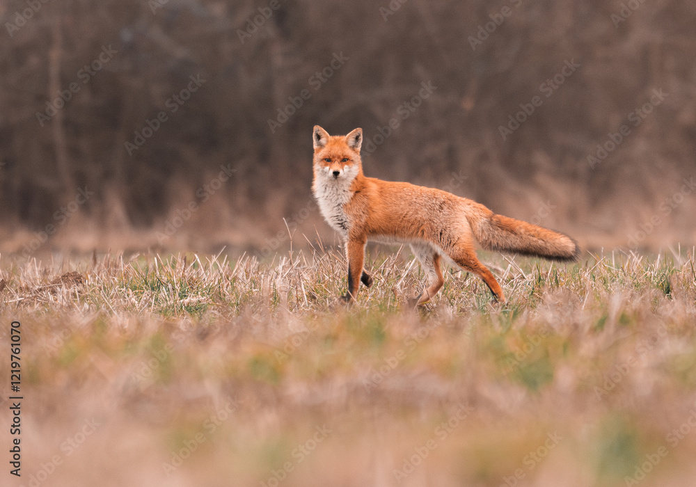 Obraz premium Clever fox (vulpes vulpes) looking for a food
