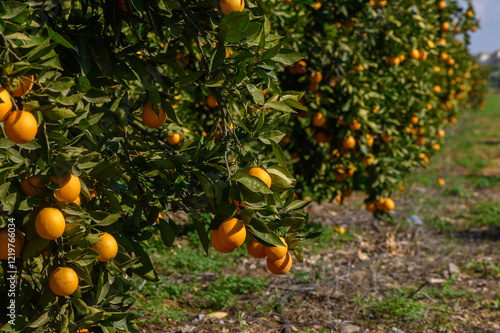 Lush orange grove bursting with ripe fruit under bright sunlight in a tranquil landscape