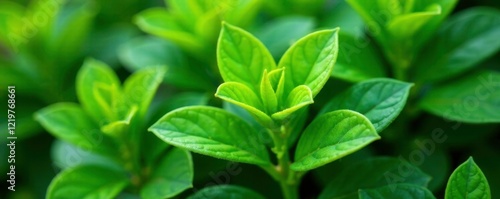 Lush green leaves on Iresine Herbstii Aureoreticulata plant in garden, aureoreticulata plant, foliage, greenery photo