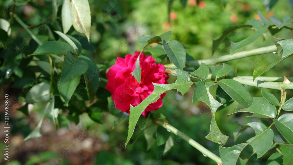 Beautiful Pink Rose Blossom with Soft Petals and Fresh Green Leaves in Garden, Close-up of Rose Flower for Nature and Floral Concept, Perfect for Romantic, Wedding, and Spring Themes Beautiful Pink Rose Blossom with Soft Petals and Fresh Green Leaves in Garden, Close-up of Rose Flower for Nature and Floral Concept, Perfect for Romantic, Wedding, and Spring Themes