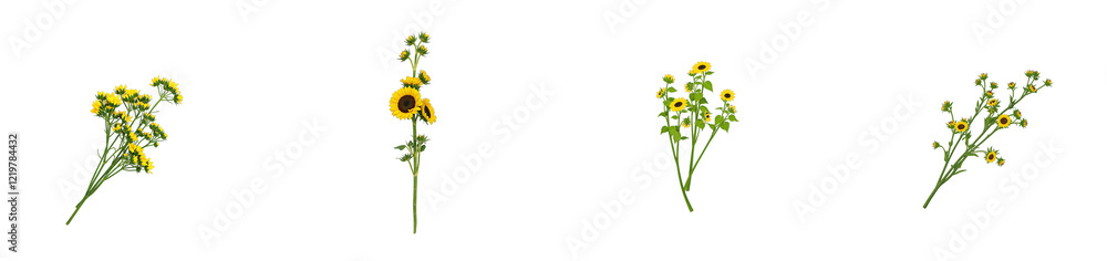 Vibrant sunflower branch with budding flowers on white background, cut out collection pack Vibrant sunflower branch with budding flowers on white background, cut out collection pack