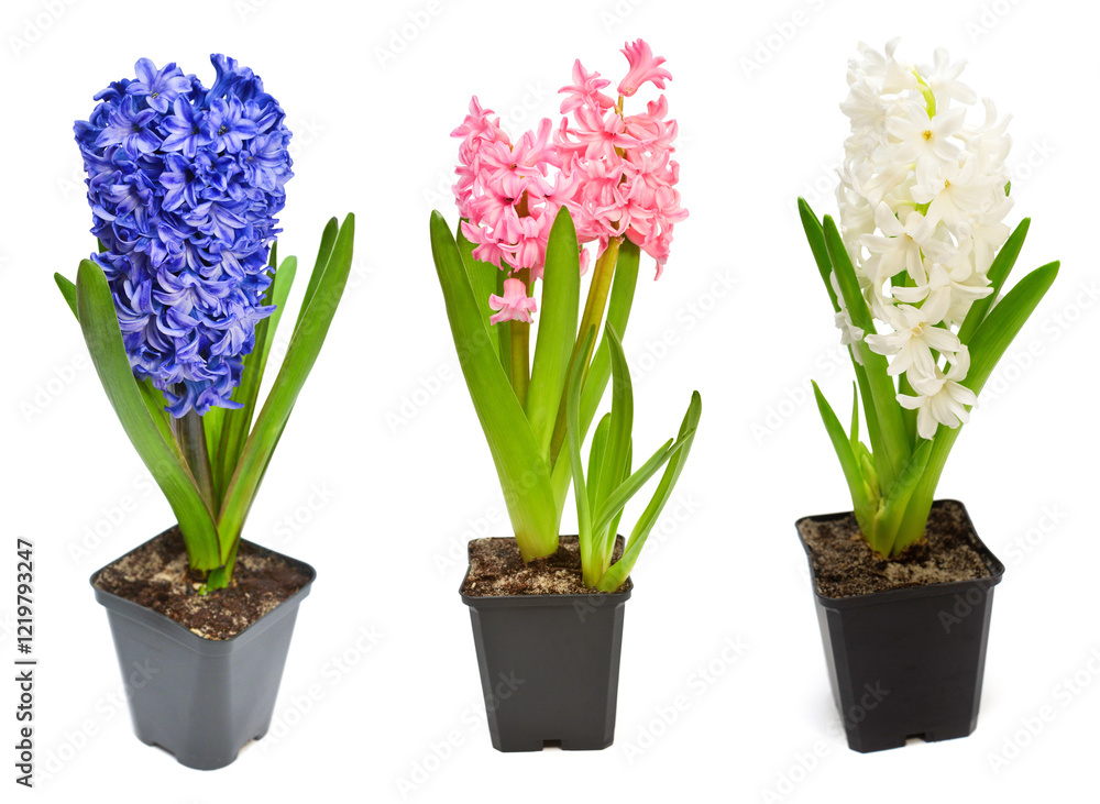 Collection hyacinth flower in a pot isolated on a white background. Spring time. Easter holidays. Garden decoration, landscaping. Floral floristic arrangement. Flat lay, top view Collection hyacinth flower in a pot isolated on a white background. Spring time. Easter holidays. Garden decoration, landscaping. Floral floristic arrangement. Flat lay, top view